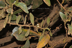 Trichoglottis tenera